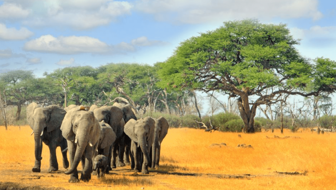 Killer Elephant Rampage in India Shocks Local Communities