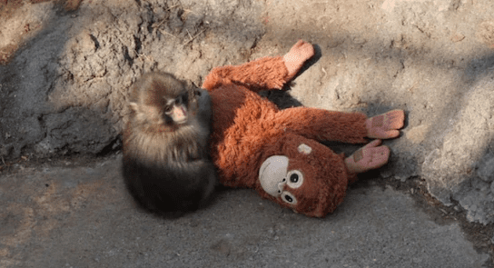 Why Baby Monkey Punch Was Rejected by His Mother — And How He’s Winning Hearts Worldwide