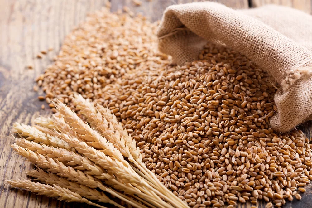 The Wheat Crisis: How War, Heat and Drought Are Reshaping Global Food Markets